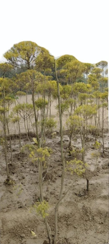 Golden Bottle Brush Topiary Plant - Size: 10 Feet