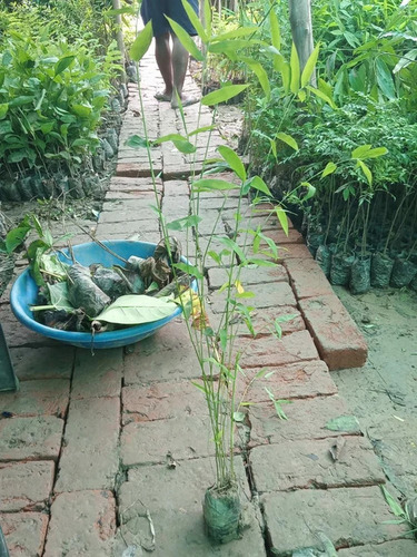 Green Bamboo Plant - Size: 20 Feet Long