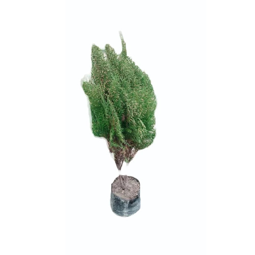 Green Cypress Plant - Size: 4 Feet Long