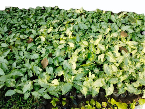 Green Syngonium Plant - Size: 2 Feet