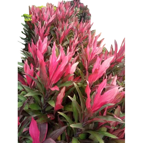 Growing Cordyline Plant