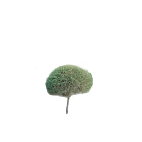 Hybrid Casuarina Plant - Color: Green