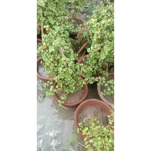 Marine Tree Jade Plant - Color: Green
