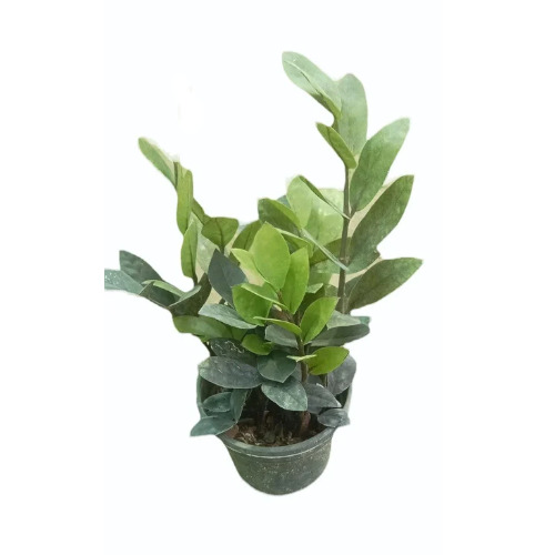ZZ Plant - Clay Soil Adapted Green Whole Plant | Dypsis Lutescens Variety