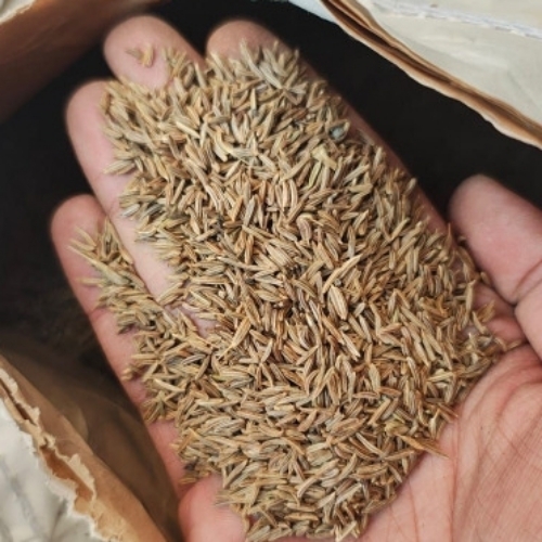 Cumin