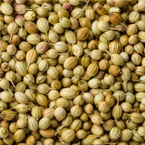 Dried Coriander