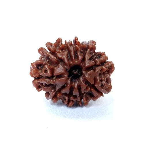10 Mukhi Rudraksha - Color: Brown