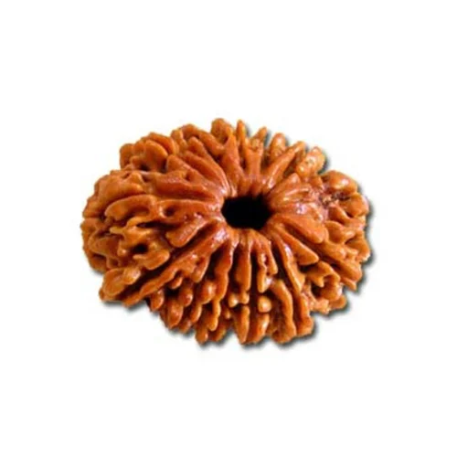 13 Mukhi Rudraksha - Color: Brown