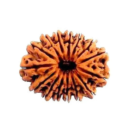 15 Mukhi Rudraksha - Color: Brown