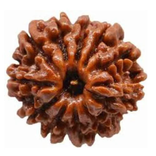 16 Mukhi Rudraksha - Color: Brown