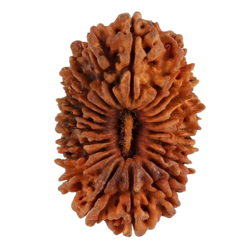 17 Mukhi Rudraksha - Natural Rudraksha Seed, Brown | Rare Bead, Spiritual Significance, Energizing