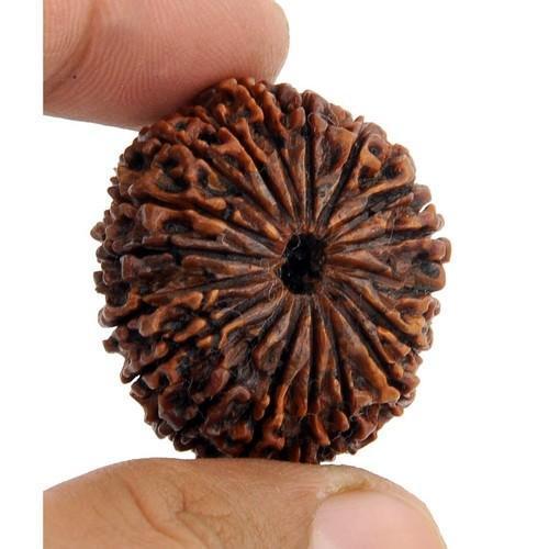 18 Mukhi Rudraksha - Color: Brown