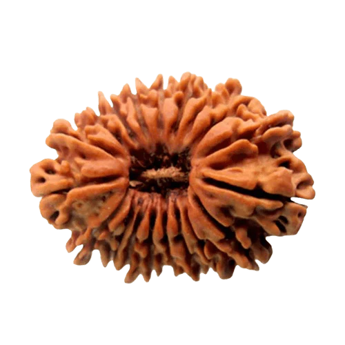 19 Mukhi Rudraksha - Color: Brown
