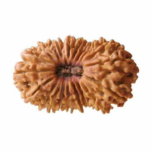 21 Mukhi Rudraksha - Color: Brown