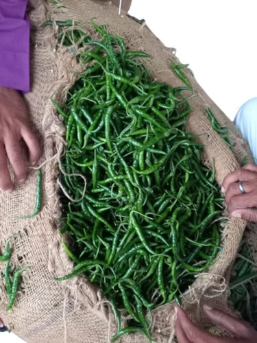 G4 Green Chilli