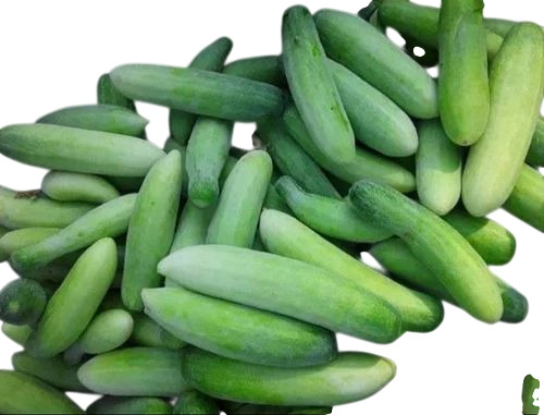 Green Fresh Cucumber - 50 kg, Elongated Shape | Fresh, Chopped, Cooked Style, Shelf Life 7-10 Days