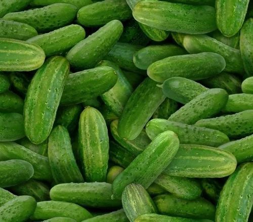 Natural Fresh Green Cucumber