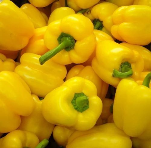 Yellow Capsicum - Cultivation Type: Common