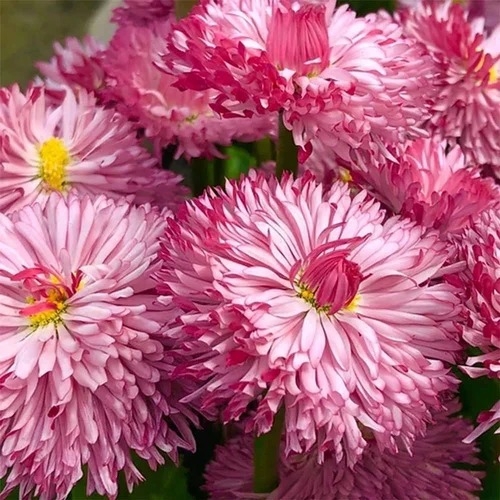 Daisy double monstrosa Rose/pink seeds