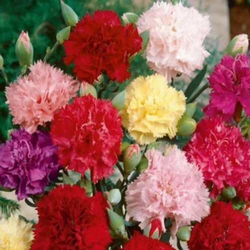 NM Carnation mix seeds