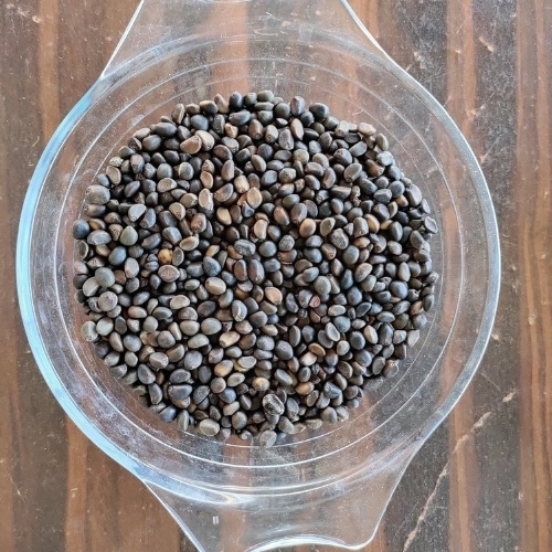 Black Dry Dana Krishna Seed