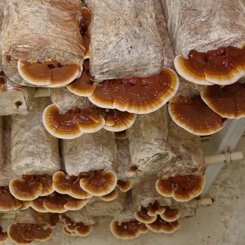 Ganoderma Mushroom - Color: Brown