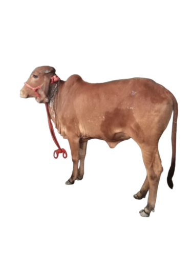 Sahiwal Cow 