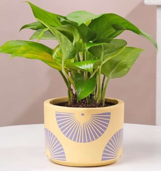 Terracotta Products