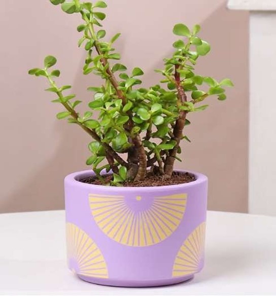 Terracotta Products