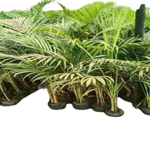 Areca Palm Plant