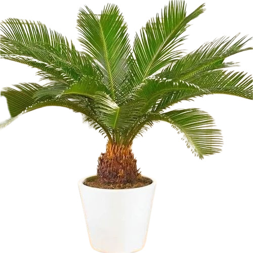 Cycas Palm Plant