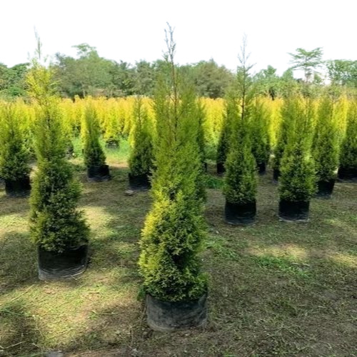 Cyprus Ornamental Tree