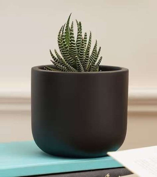 Terracotta Black Colored Pot - Design Type: Round