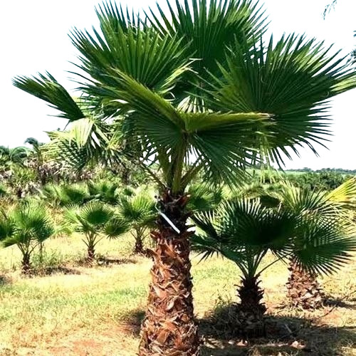 Washingtonia Palm Tree - 10 Feet Growing Height Green | Customizable Size Garden Plant