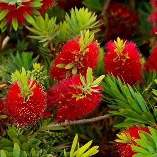 Bottle Brush Plant