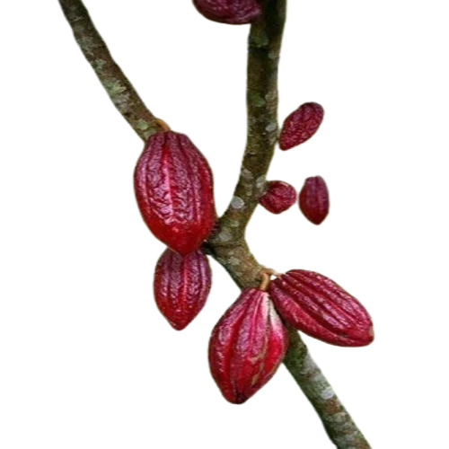 Cocoa Fruit Plant - 18 Inch Height, Red Color, Organic | Full Sun, Well-Drained Soil, Moderate Water