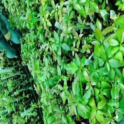 Grafted Hass Avocado Plants