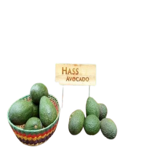 Hass Avocado Grafted Plant