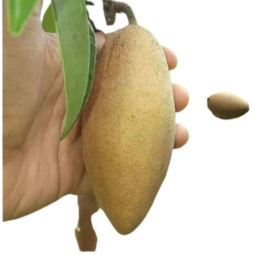 Lancha Chiku Plant - 18 Inch Height, Brown, Organic Fertilizer | Manilkara Zapota, Well Drained Soil