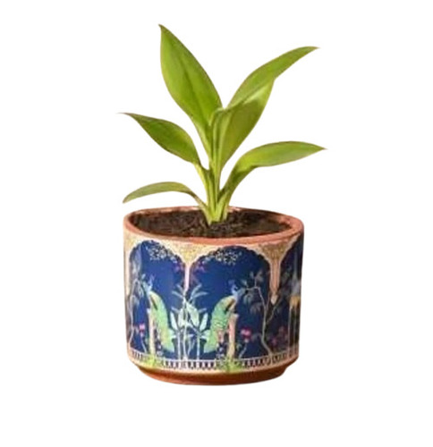 Multicolor Hand Painted Decorative Terracotta Pot - Capacity: 5 Kg