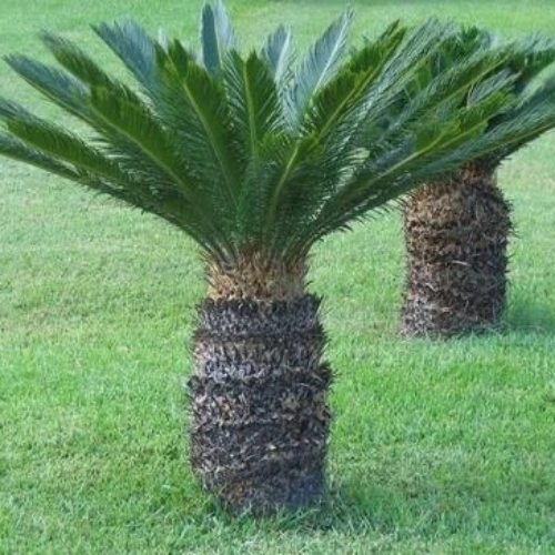 Sago Palm Plant - Green Slow Growing Hardy Plant | Ornamental Drought Resistant Low Maintenance Lush Foliage