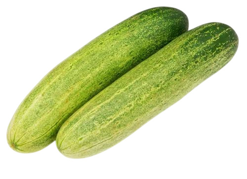 Fresh Cucumber - Large Size, 50 kg | Seasoned, Instant Style, Shelf Life 7-10 Days