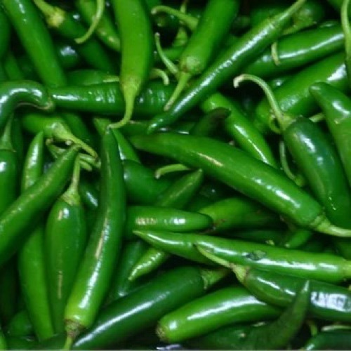 Bhavnagri Green Chilli
