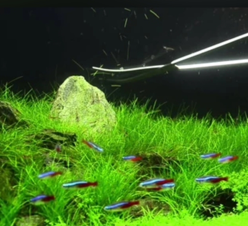 Fish Aquarium Maintenance Service