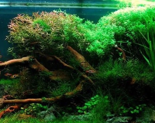 Planted Nature Aquarium Tank