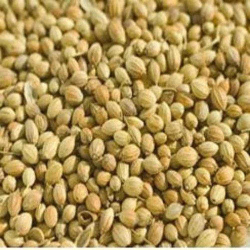 Coriander Seeds