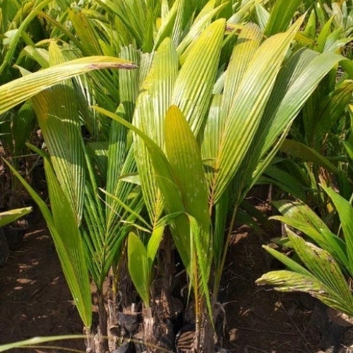 Ganga Bondam 6 Feet Coconut Plant
