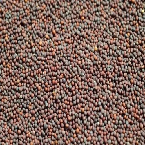 Natural Mustard Seeds - Roasted, Brown, Organic | Oil Seeds, 8% Moisture, Edible, PP Bag Packaging