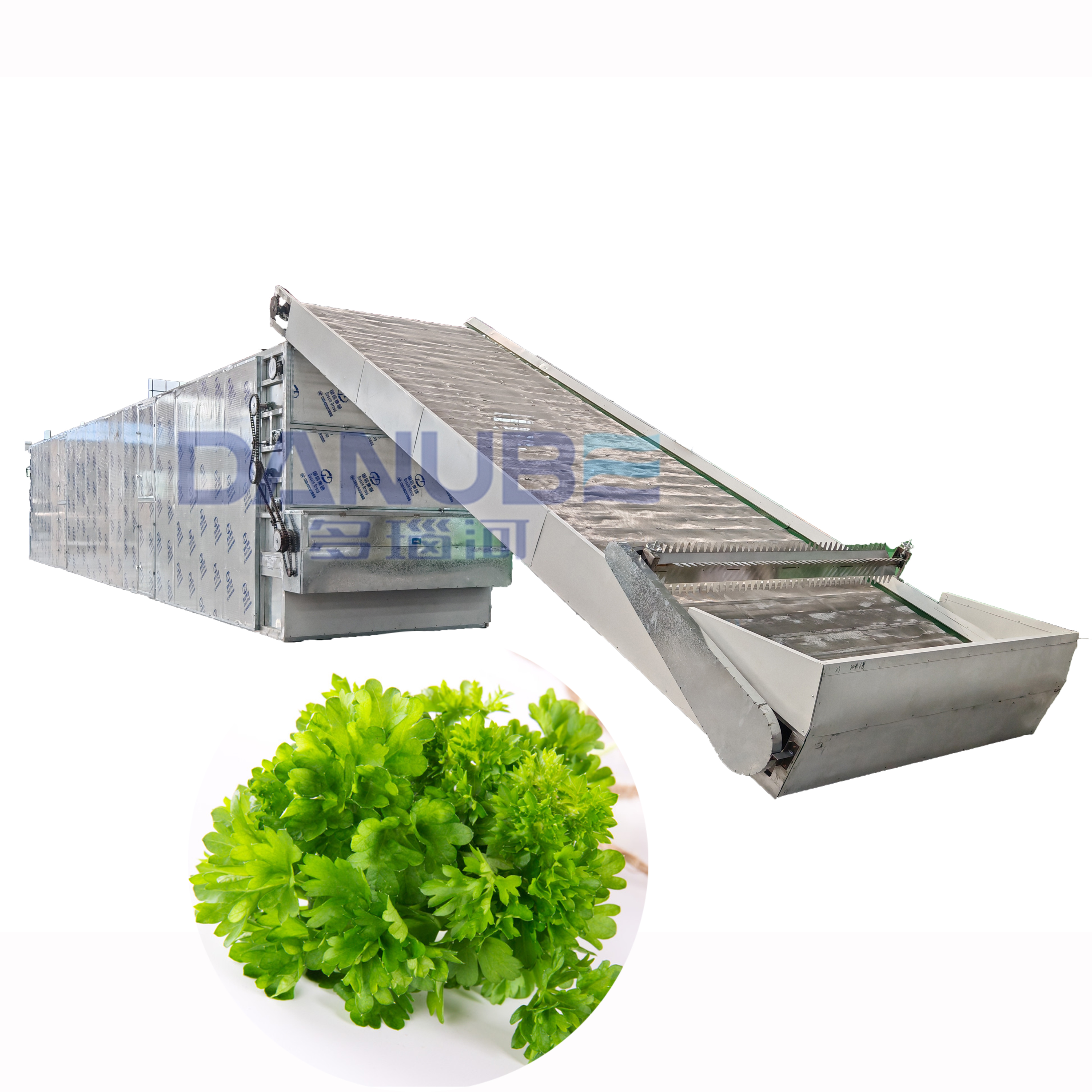 Celery Mesh Belt Dryer Parsley Processing Dehydration Machine - Capacity: Customized Kg/Hr