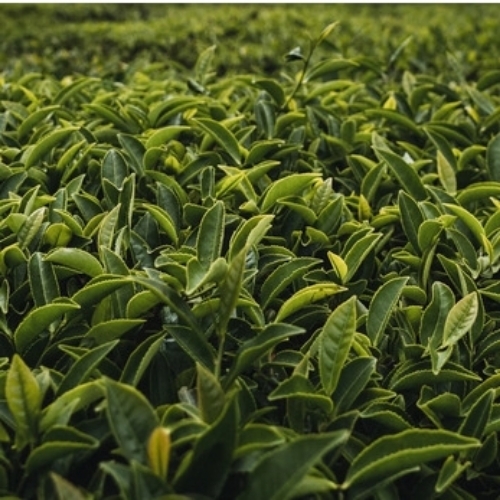 Tea Leaves